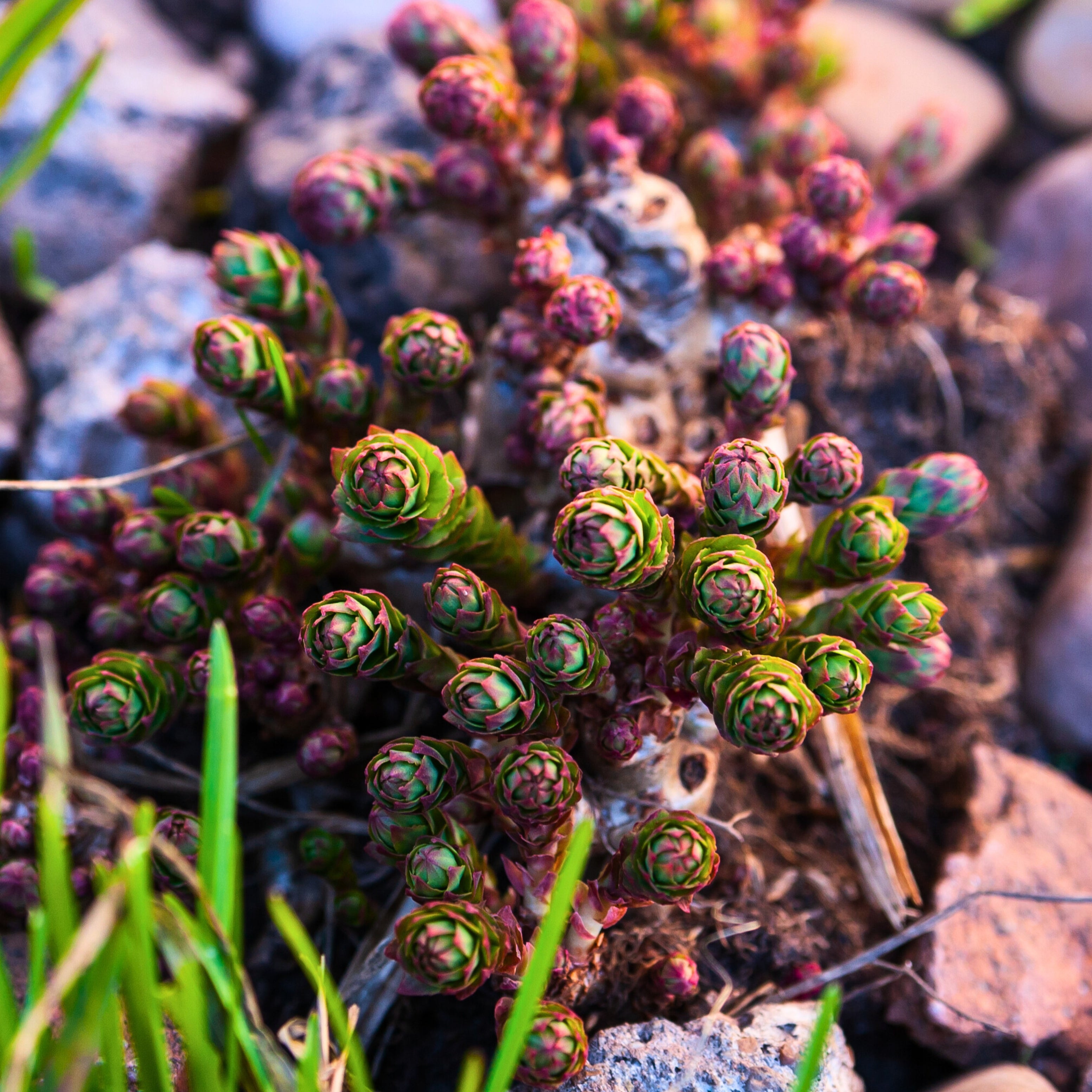 Rhodiola Rosea