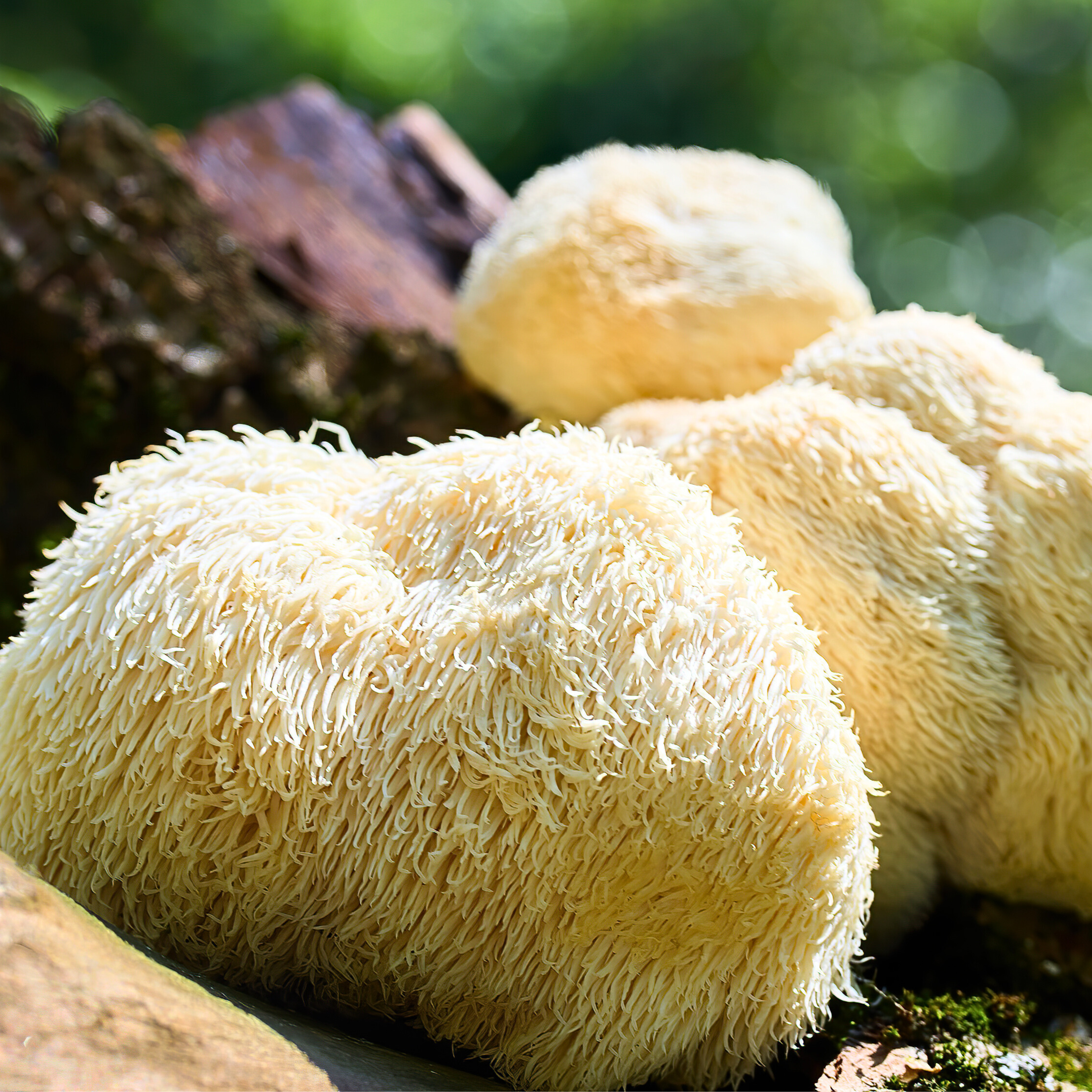 Lion's Mane